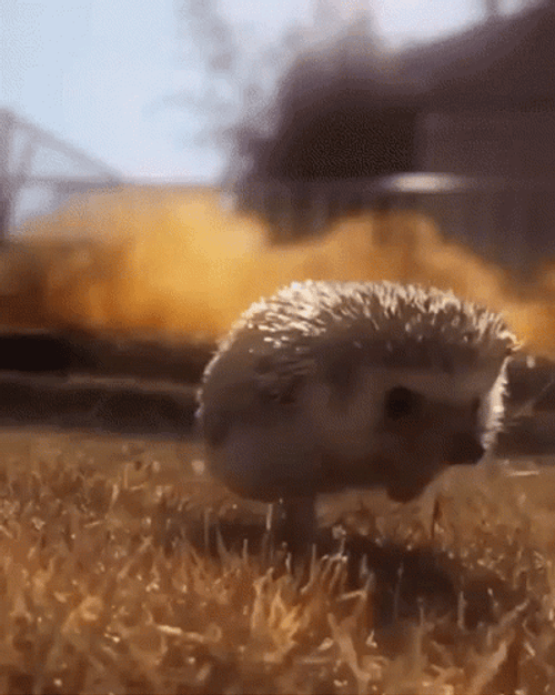 Hedgehog GIFs