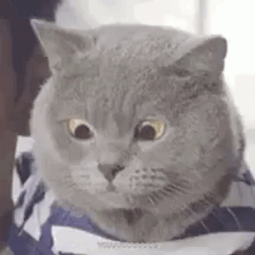 Huh Cat Meme GIFs