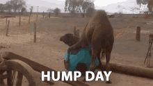 Hump Day Camel GIFs