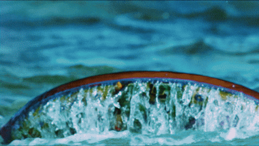 Im A Survivor GIFs