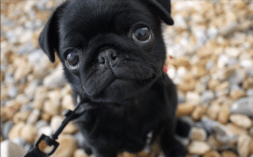 Innocent GIFs
