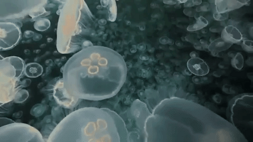 Jellyfish GIFs