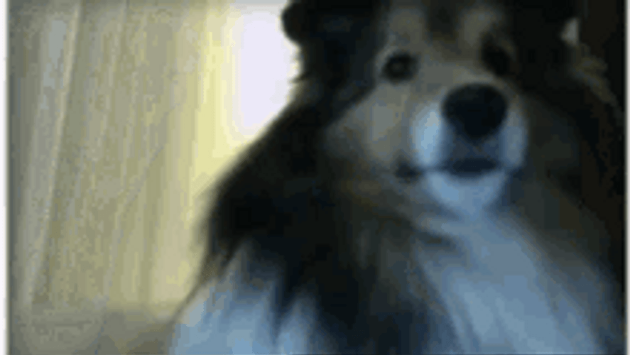 Jump Scare GIFs