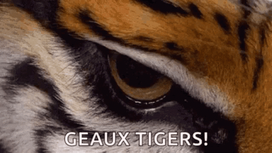 Lsu Football GIFs