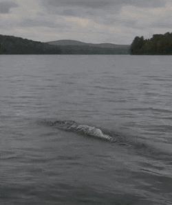 Middle Finger Gif GIFs