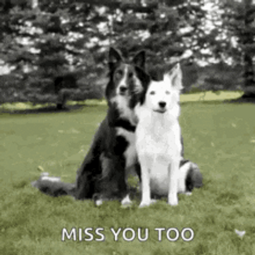 Miss You Too GIFs