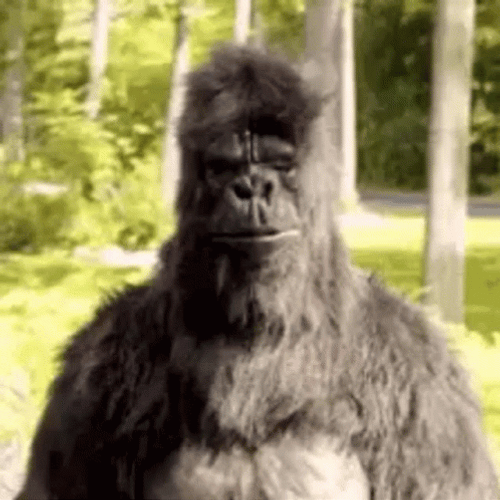 Monkey Dance GIFs
