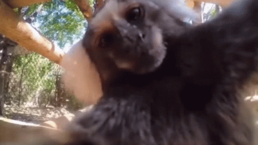Monkey Kiss GIFs