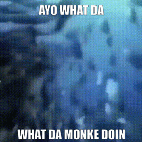 Monkey Swimming GIFs