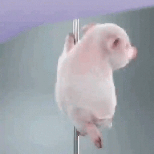 Pig GIFs