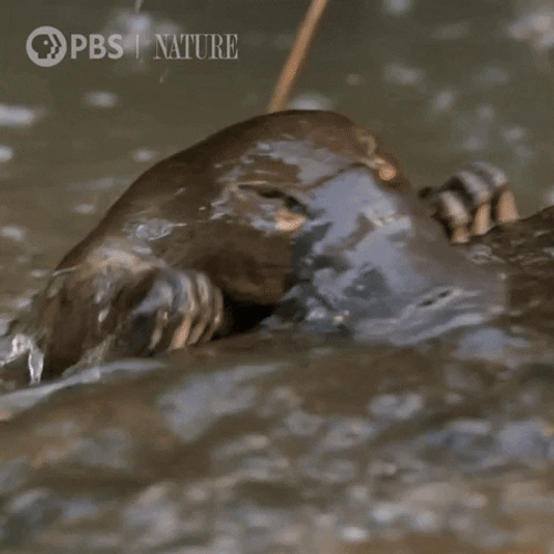 Platypus GIFs