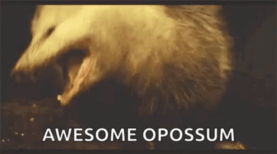 Possum GIFs