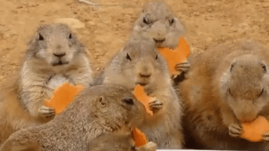 Prairie Dog GIFs