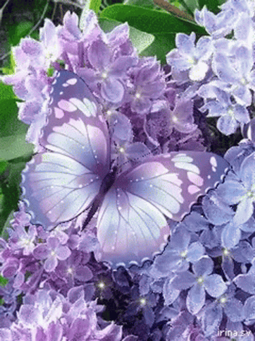 Purple Butterfly GIFs