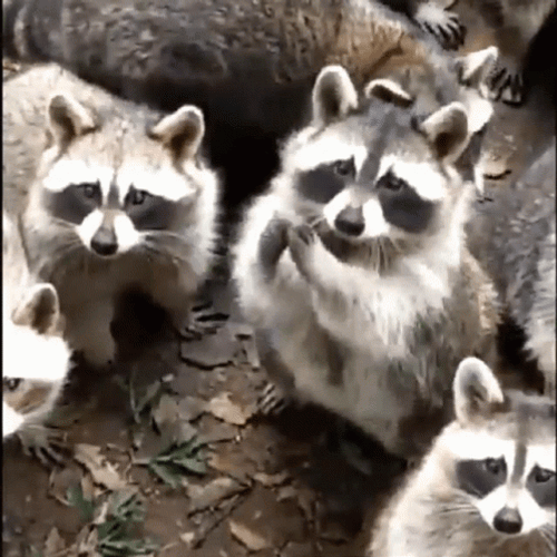 Raccoon GIFs