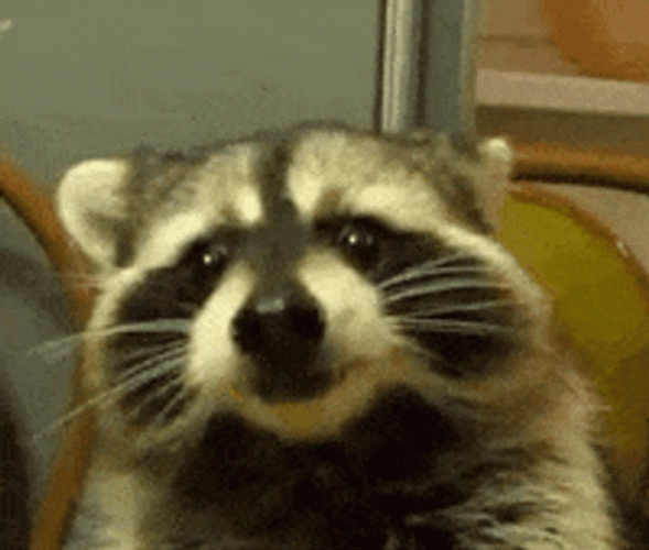 Racoon GIFs