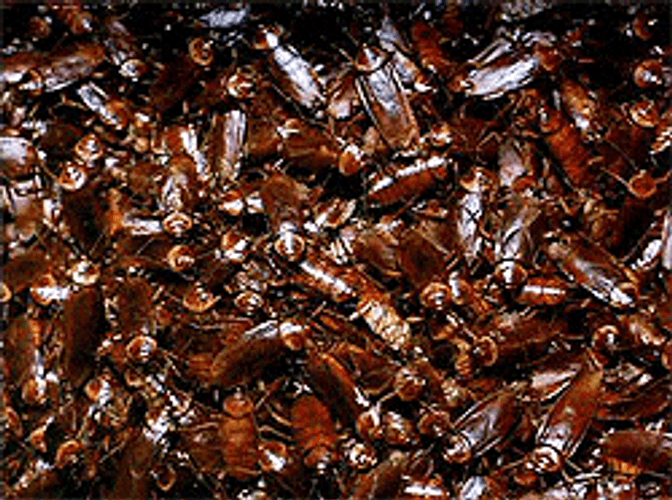 Roaches GIFs
