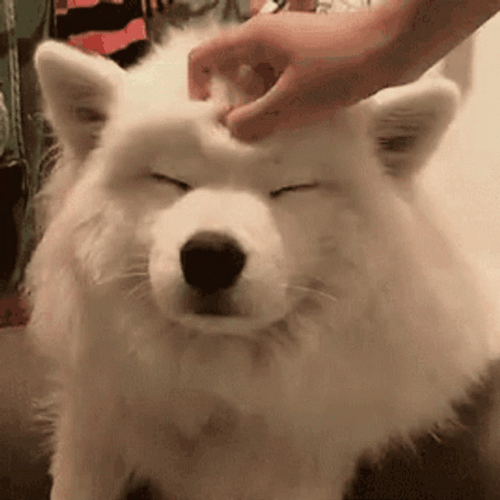 Samoyed GIFs