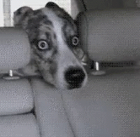 terrified dog funny
