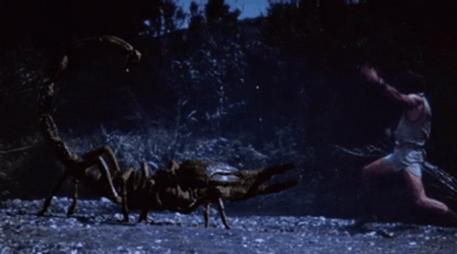 Scorpion GIFs