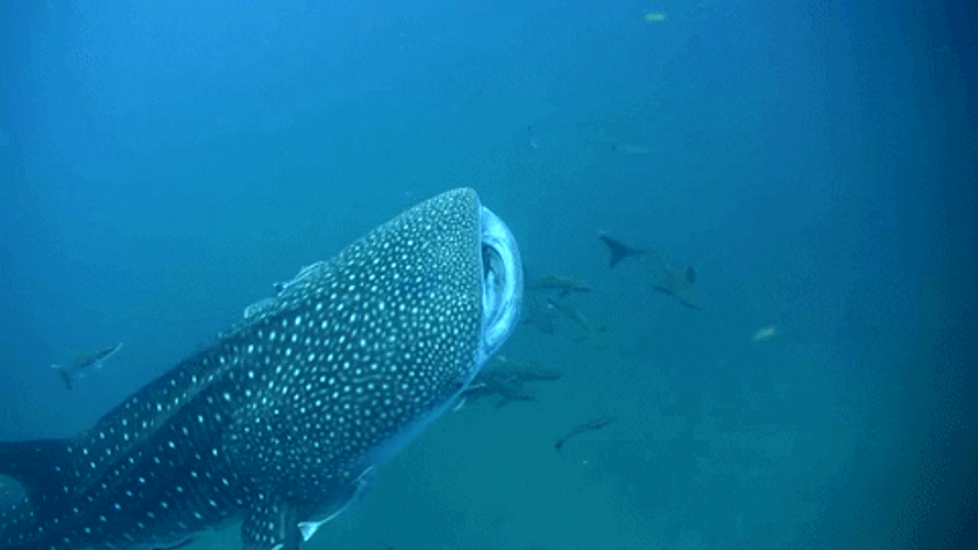 Shark GIFs