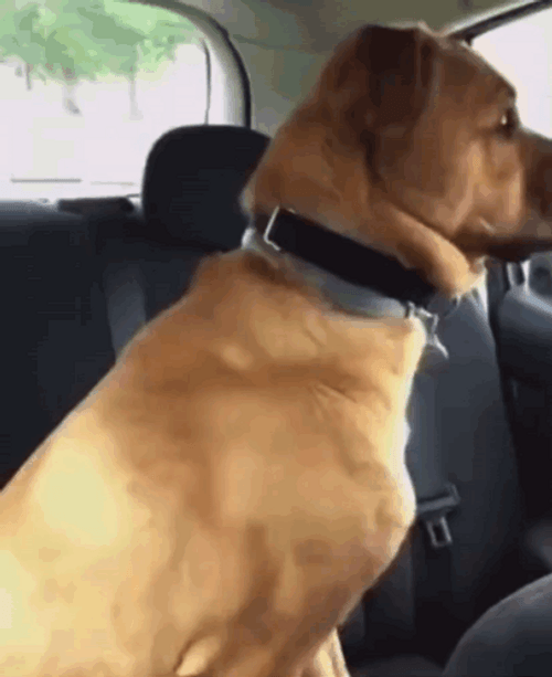 Shivering Dog GIFs