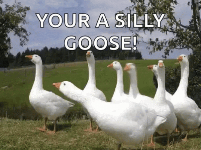 Silly Goose GIFs