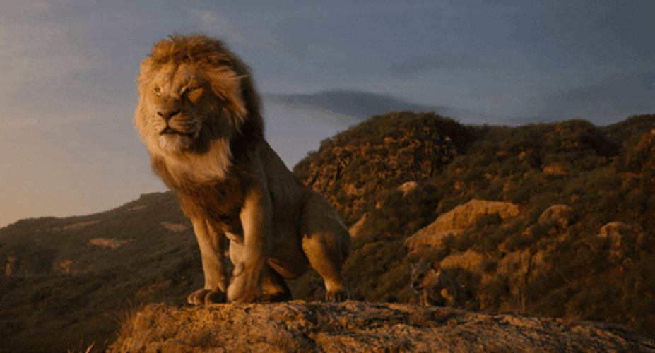 Simba GIFs