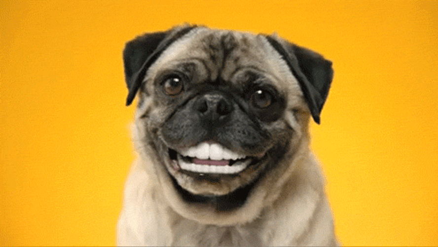 Smiling Dog GIFs
