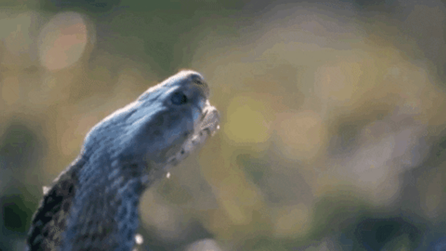 Snake GIFs