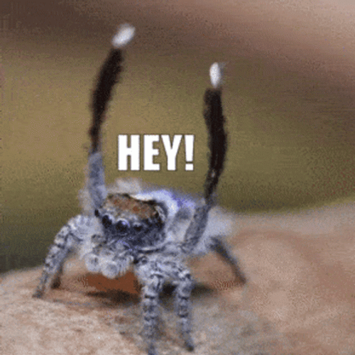 Spider Jumpscare GIFs