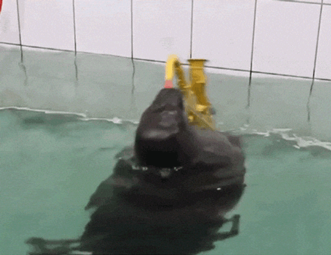 Spinning Seal GIFs