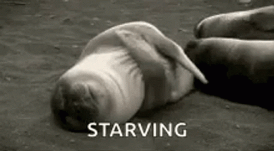 Starving GIFs