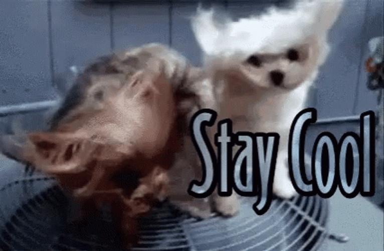 Stay Cool GIFs