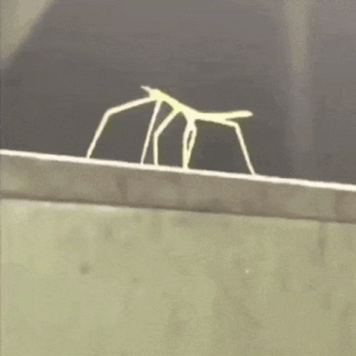 Stick Bug GIFs