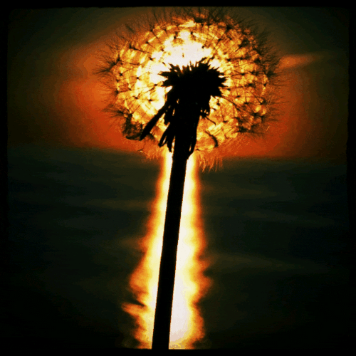 Sunflower GIFs