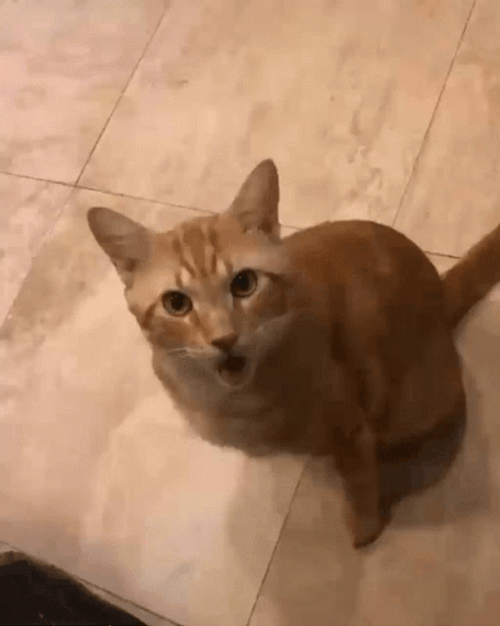 Surprised Cat GIFs