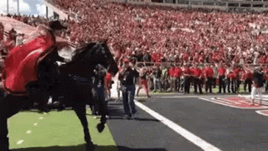 Texas Tech GIFs