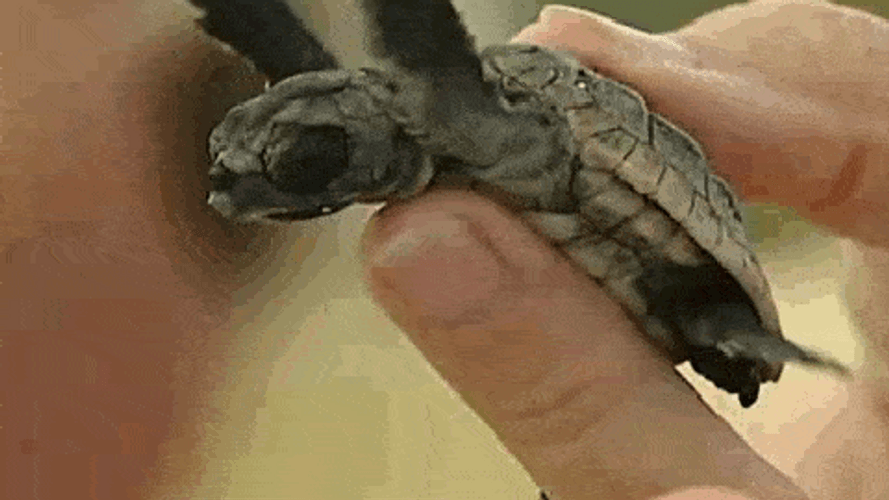 Turtle GIFs