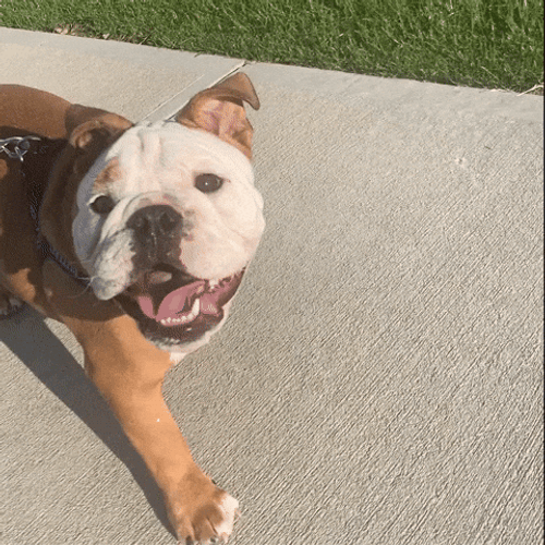Walking Dog GIFs