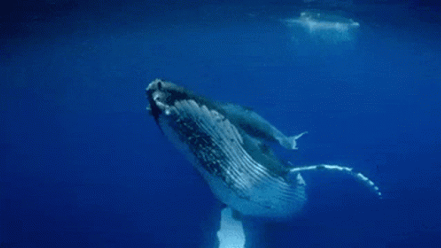 Whale GIFs