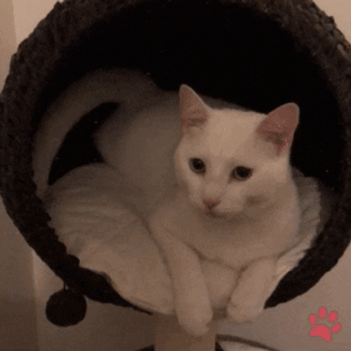 White Cat GIFs