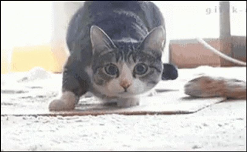 Wiggle GIFs