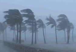 Wind GIFs