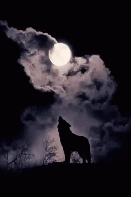 Wolf GIFs