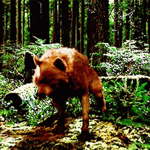 Wolf Howling GIFs