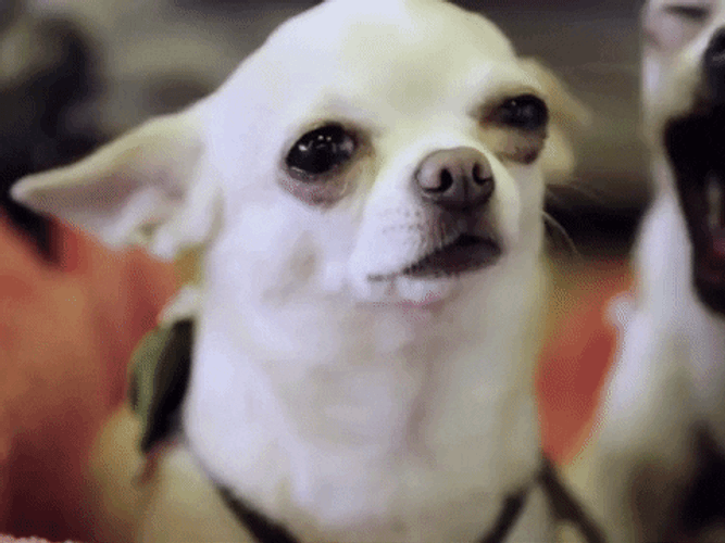 Yawning GIFs