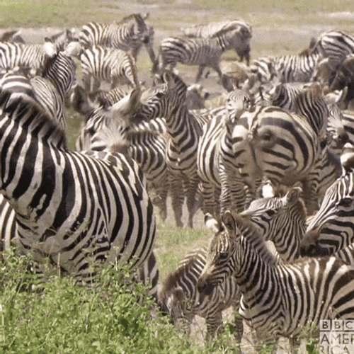 Zebra GIFs
