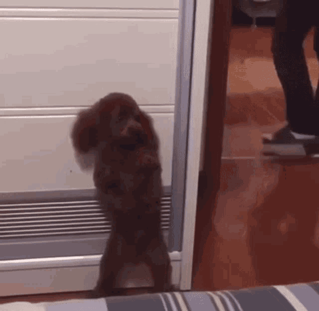 Adorable Scared Dog Hiding Out GIF