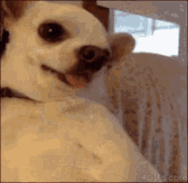 Angry Dog Bites Camera Fight GIF